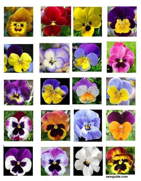 Ribbon Tying, Purple Pansies, Blue Lotus Flower, Pansy Flower, Parrot Tulips, Flower Meanings, Pansies Flowers, Color Meanings, Thread Painting