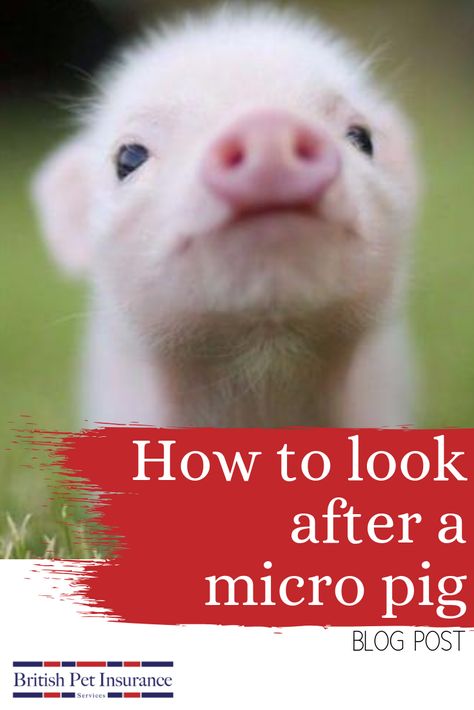 Micro Pigs Full Grown, Mini Potbelly Pigs, Mini Pig Care, Pet Pig Care, Mini Pig Pet, Micro Piglets, Juliana Pigs, Potbelly Pigs, Mini Piglets