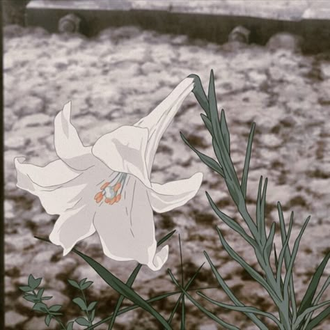 Anime Aesthetic Flowers, Aesthetic Anime Widgets, Cute Pfp Icons Aesthetic, Widget Icon Anime, Flowers Anime Aesthetic, Anime Flower Aesthetic, Flower Pfp Aesthetic, Flowers Icons Aesthetic, Profile Icons Aesthetic