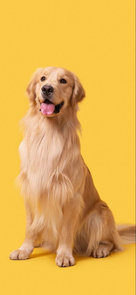 Animal Photography Dogs, Pet Photography Studio, Puppy Care Tips, Dunia Disney, Dog Spray, Old Golden Retriever, Cute Dog Wallpaper, Dog Photoshoot, 강아지 그림