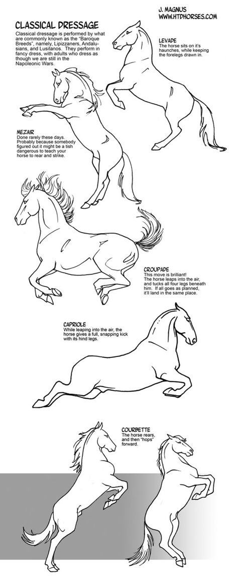 Dressage Horse Drawing, Horse Dancing, Classical Dressage, Horse Sketch, Horse Anatomy, Drawing Animals, Horse Drawing, Horse Drawings, Equine Art