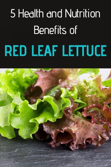 red leaf lettuce Red Lettuce Recipes, Lettuce Benefits, Calorie Free Foods, Red Lettuce, Lettuce Recipes, Red Leaf Lettuce, Leaf Lettuce, Green Lettuce, Low Estrogen