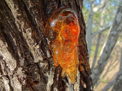 Remove Tree Sap, Mesquite Tree, Bark Beetle, Amber Tree, Tree Sap, Coconut Candle, Amber Resin, Earthy Brown, Blue Amber