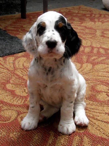 english setter puppy makes me want to get another one of these cuties! English Setter Puppies, Setter Puppies, English Setter Dogs, English Setters, Spaniel Puppies, English Springer, Bird Dogs, English Setter, Search Bar