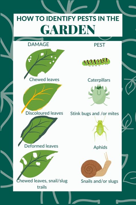 Images of leaves damaged and the different types of garden pests who have done the damage Pesticides For Plants, Garden Pests Identification, Urban Gardening Balcony, Plants That Repel Bugs, Natural Pesticides, Garden Bugs, Plant Pests, Vegetable Garden Planning, Mint Plants