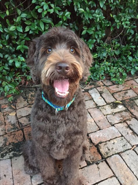 Face shape Australian Labradoodle haircut Labradoodle Cuts, Labradoodle Haircut, Chocolate Labradoodle, Dog Grooming Styles, Dog Haircuts, Grooming Style, Australian Labradoodle, Chocolate Hair, Dog Pin