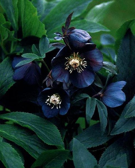 Helabora Skygge Planter, Goth Garden, Lenten Rose, Gothic Garden, Black Garden, Have Inspiration, Woodland Garden, Blooming Rose, Black Flowers