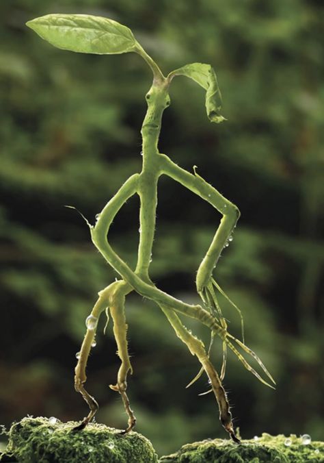 Bowtruckle Drawing, Liquid Luck, Newt Scamander, Newt, He Wants, Be Kind, Fanfiction, Harry Potter