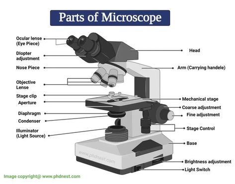 Parts of Microscope Microscope Diagram, Parts Of A Microscope, Dissecting Microscope, Light Microscope, Cell Diagram, Microscope Parts, Optical Microscope, Stain Techniques, Microscopic Images