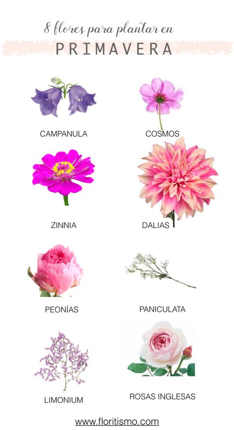 8 flores para plantar en primavera: campanula, cosmos, zinnia, dalia, peonia, paniculata, limonium, rosa inglesa Design Garden Ideas, Creative Apps, Connecting With Nature, Alice Blue, Aesthetic Garden, English Cottage Garden, Garden Aesthetic, Small Garden Design, Design Garden