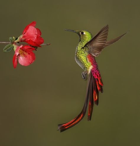 Hummingbirds Pictures, Humming Bird Photography, Beautiful Hummingbirds, Hummingbird Colors, Create An Animal, Hummingbirds Photography, Hummingbird Photos, Golden Bird, Hummingbird Pictures