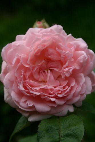 'Eglantyne' David Austin Rose Plant Greenhouse, David Austin Rose, Rose Gardening, Scent Garden, Easy Gardening, Bed Of Roses, Austin Rose, Coming Up Roses, David Austin Roses