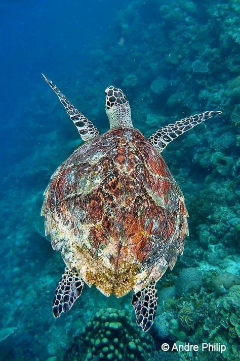 Love Craft Turtle, Sea Turtles Photography, Hawksbill Turtle, Sea Turtle Pictures, Sea Turtle Decor, Turtle Wallpaper, Turtle Sea, Baby Sea Turtles, Sea Turtle Print