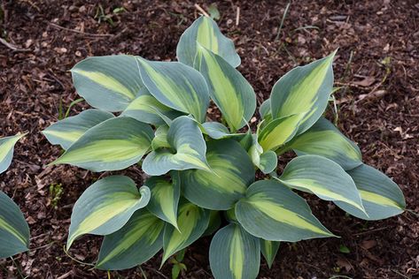 Plantain Lily, Hosta Plants, Tall Flowers, Raised Planter, Climbing Vines, Grass Seed, Ornamental Trees, Patio Landscaping, Herbaceous Perennials