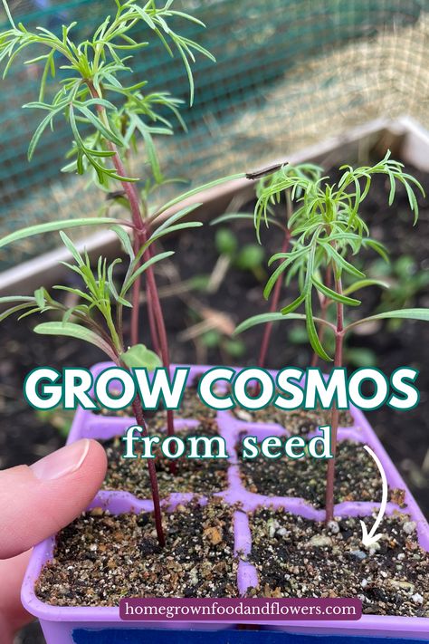 Starting cosmos flowers from seed couldn't be easier. Whether you direct sow in the garden or start early indoors, growing cosmos from seed will be your easiest task this year in the garden. Save this pin for planting time! How To Grow Cosmos From Seeds, Growing Cosmos From Seed, Growing Cosmos, Impatiens Flowers, Planting Seeds Indoors, Flowers From Seed, Seed Growing, Saving Seeds, Small Balcony Garden