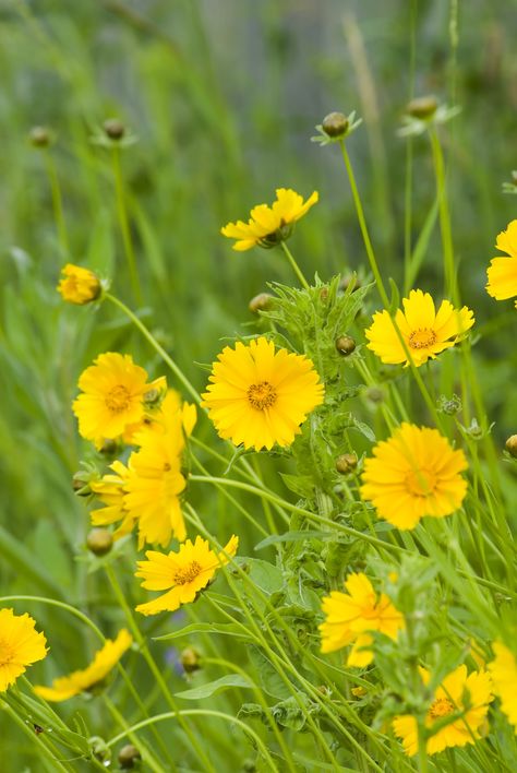 Lanceleaf Coreopsis, Moonbeam Coreopsis, Plains Coreopsis, Coreopsis Grandiflora, Lance Leaved Coreopsis, Meadow Garden, Wildflower Garden, Pollinator Garden, Concrete Patio