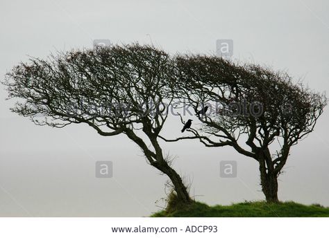 Windblown Hawthorn Bushes on the Gower in Winter Stock Photo Hawthorn Bush, Countryside Photography, Tree Fence, Hawthorn Tree, Tree Theme, Neil Gaiman, Fence, High Resolution, Stock Images