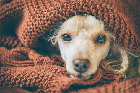 A sick dog curled up in a blanket. Giardia In Dogs, Bluetick Coonhound, Sick Dog, Pet Clinic, Dog Health Care, Dog Safety, Dog Eating, Senior Dog, Dog Health