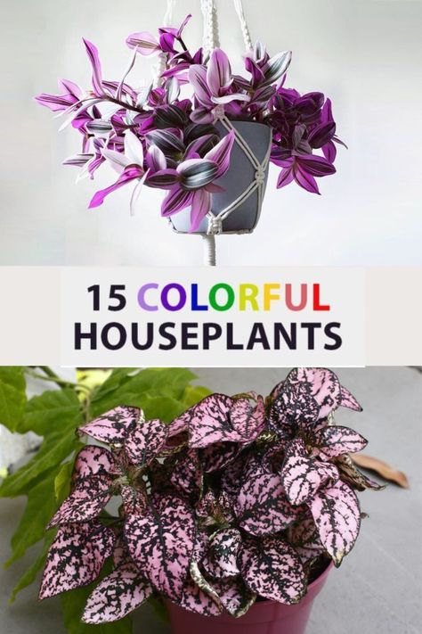 Here is an assortment of 15 colorful houseplants that can brighten up your humble abode. There are so many colorful houseplants with inspiring shades of purple, yellow, and orange on the leaves, going past the basic green. Colorful House Plants, Colorful Houseplants, Purple Shamrock, Low Light House Plants, Colorful House, Calathea Plant, Orange Plant, Chinese Evergreen, Leafy Plants