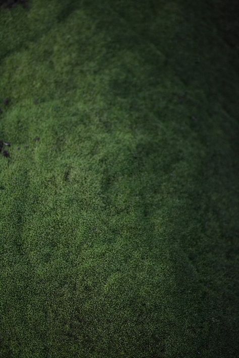 Green Moss Aesthetic, Moss Aesthetic Dark, Moss Aesthetic Wallpaper, Moss Green Aesthetic, Dark Green Texture, Moss Background, Moss Green Background, Moss Texture, Moss Wallpaper