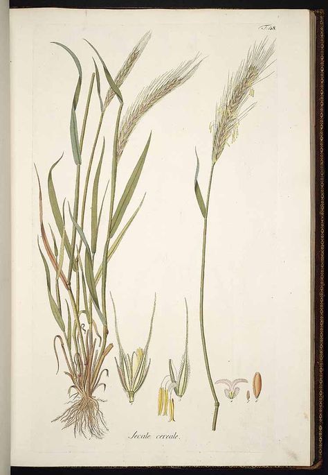 Scientific Illustration — Secale cereale - Rye Rye Plant, Wheat Tattoo, Grass Drawing, Garden Library, Books Illustration, Missouri Botanical Garden, Scientific Name, Illustration Botanique, Plant Drawing