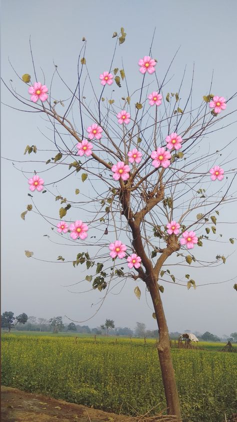 Tree aesthetic 
#tree #village # snap Village Snap, Aesthetic Tree, Tree Village, Tree Aesthetic, Nature Instagram, Snap Streak, Aesthetic Photos, Aesthetic Photo, Trees