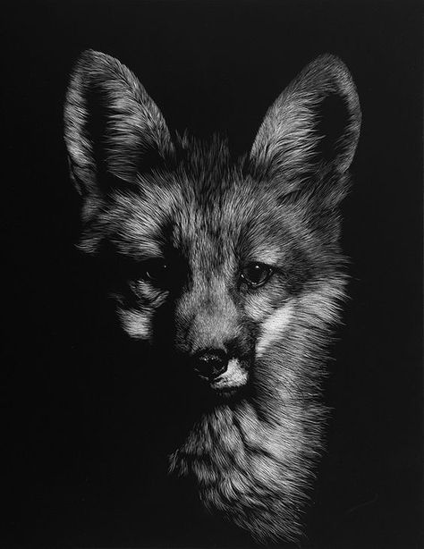 In The Dark, A Black, Fox, Black And White, White, Black, Art