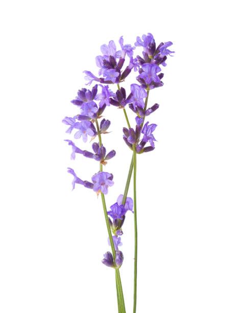 534,232 Flowers White Background Stock Photos, Pictures & Royalty-Free Images - iStock Purple Flowers White Background, Purple Flower White Background, Prayer Of Hope, Best Smelling Flowers, Lavender Stock, Lavender Varieties, Flowers White Background, Easy Perennials, Purple Lights