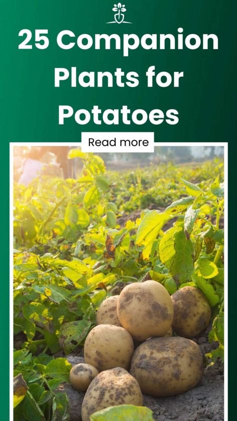 Sweet Potato Companion Plants, Potato Gardening Ideas, Potato Companion Planting, Companion Plants For Potatoes, Companion Planting Potatoes, Garlic Companion Plants, Onion Companion Planting, Potato Towers, Potato Companion Plants