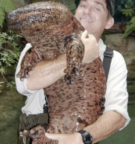 200-Year-Old Chinese Giant Salamander Chinese Giant Salamander, Giant Salamander, Mountain Streams, Giant Dinosaur, Giant Tortoise, Gato Grande, Big Animals, Endangered Animals, Clydesdale