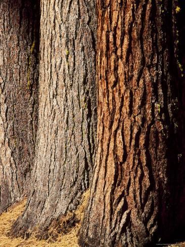 size: 24x18in Photographic Print: Close-Up of the Trunks and Bark of a Grove of Giant Sequoias, California, USA by Gavin Hellier : Artists Autumn Tattoo, Tree Bark Texture, Sequoia Tree, Bald Cypress, Fairy Homes, Tree Textures, Miniature Gardens, Colored Pencil Techniques, Tree Trunks