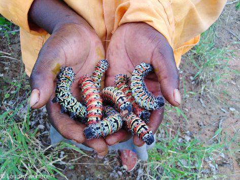 It’s not about the worm - Africa Geographic Mopane Worms, Rural People, Emperor Moth, Provinces Of South Africa, Social Science Research, Source Of Protein, Kruger National Park, Southern Africa, Moth