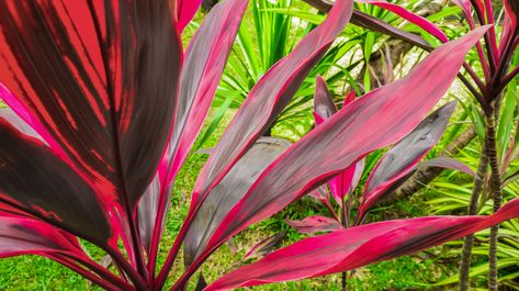 How to Care for a Hawaiian Ti Red Sister Plant | Hunker Red Sister Plant, Hawaiian Ti Plant, Red Leaf Plant, Creative Gardens, Ti Plant, Plant Care Instructions, Red Plants, Fertilizer For Plants, Pink Leaves