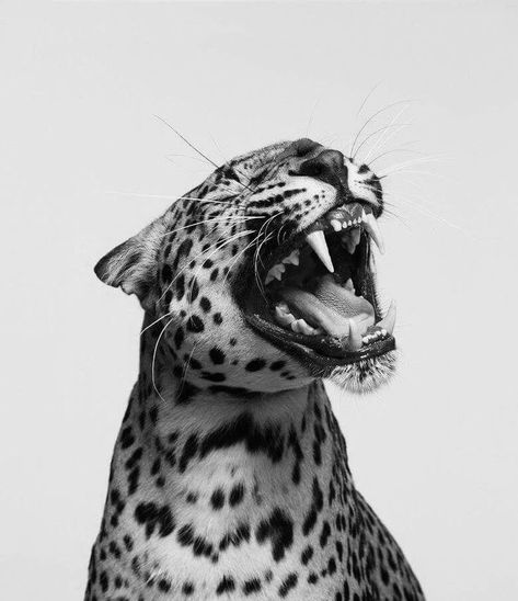 Söpö Kissa, Siluete Umane, Tapeta Pro Iphone, Arte Inspo, Black And White Aesthetic, Black N White, Leopards, Room Posters, White Photo