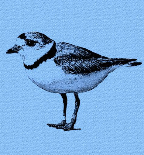 Piping Plover Art, Piping Plover Tattoo, Piping Plover, Bird Illustrations, Shorebirds, Playlist Covers, Bird Drawings, Bird Illustration, Tattoo Inspo