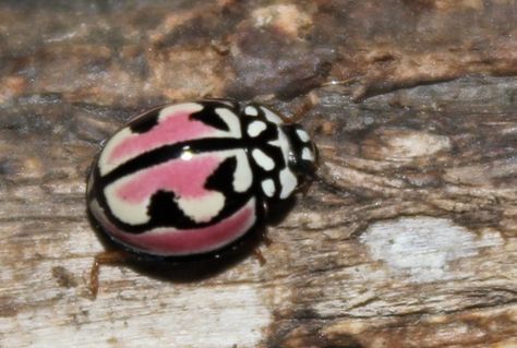 Ladybug Insect, Africa Photos, Cute Bugs, Lady Beetle, Cool Bugs, Beautiful Bugs, Creepy Crawlies, Pretty Animals, A Bug