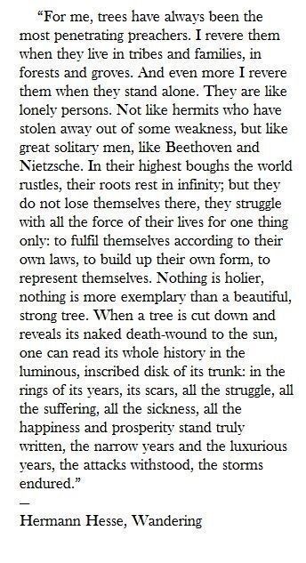 Trees ~ Hermann Hesse, Wandering Herman Hesse, Hermann Hesse, Literary Quotes, The Wisdom, To Listen, Pretty Words, Beautiful Words, Inspire Me, Words Quotes