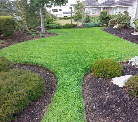 Clover Lawns, Micro Clover, Tall Fescue Grass, Clover Lawn, Replace Lawn, Clover Seed, Seeding Lawn, Lawn Alternatives, Artificial Lawn