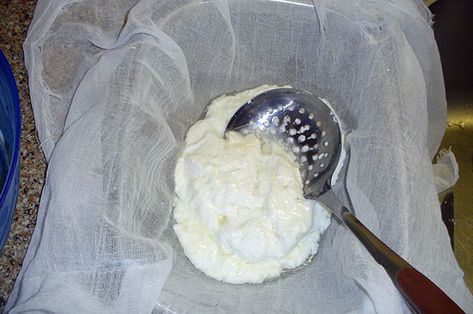 SEARCH Cream Cheese Instant Pot, Creole Cream Cheese Recipe, Creole Cream Cheese, Mandeville Louisiana, Cream Cheese Recipe, Making Cheese, Creole Recipes, Cheese Recipe, How To Make Cheese