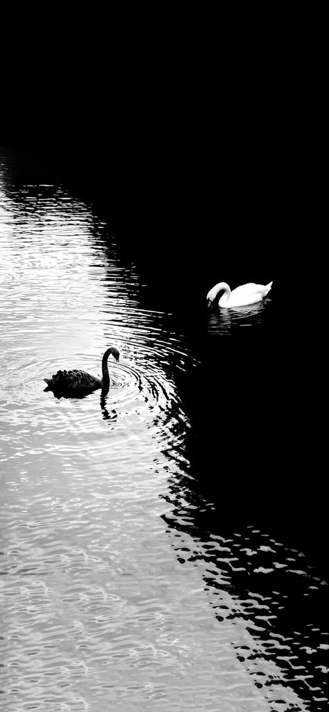 Wallpaper Cantik Iphone, Swan Wallpaper, Trending Pins, Nice Pictures, Cool Wallpapers Art, Minimalist Wallpaper, Alam Semula Jadi, Nature Aesthetic, Screen Wallpaper