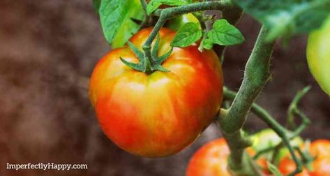 Growing Tomatoes At Home - the Imperfectly Happy home Alabama Garden, Tomato Diseases, How To Store Tomatoes, Pruning Tomato Plants, Tomato Disease, Watering Tomatoes, Vegetable Planting, Straw Mulch, Tips For Growing Tomatoes