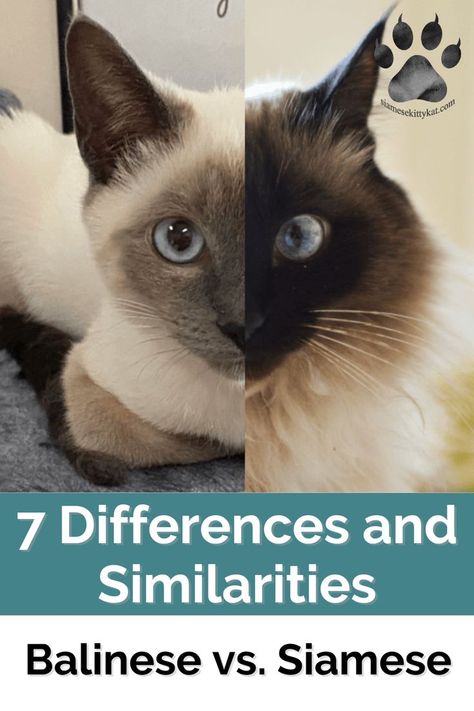 A few key things set Balinese cats apart from Siamese cats. Though they are both beautiful, elegant creatures, the breeds have some distinct differences. Decide which breed best suits your family by checking out this article. #BalineseCat #SiameseCat #BalineseVSSiamese Types Of Siamese Cats, Balinese Kittens, Cat Breeding, Cat Area, Balinese Cat, Cats Rule, Siamese Kittens, Pet Mom, Cat Shelves