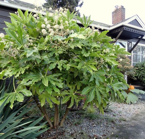 Small Inner Courtyard, Hillside Plants, Small Shady Garden, Fatsia Japonica, Pool Pavers, Small Shrubs, Bee Garden, Garden Shrubs, Evergreen Plants