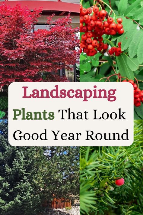 Landscaping Plants That Look Good Year Round All Year Round Plants, Perennial Garden Plans, Yard Plants, Front Yard Plants, Cozy Garden, Front Yard Garden Design, Foundation Planting, Low Maintenance Landscaping, Yard Project