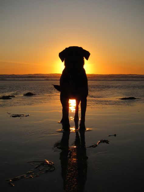 I don't know if this was taken with a Canon camera or not, but I still wanted to share it with my viewers. www.canoncamerageek.com Silhouette Photography, Sun Rise, Foto Tips, Summer Photos, Dog Photography, Dog Photos, 귀여운 동물, Rottweiler, Beautiful Photography