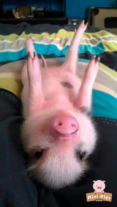 Cute Piglets, Baby Farm Animals, Funny Pigs, Cute Animals Puppies, Cute Piggies, Pet Pigs, Baby Animals Pictures, Baby Pigs