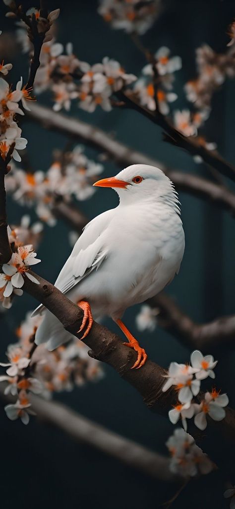 Click on Image and join Our Telegram for latest hd wallpaper ♥️♥️♥️ Bird Phone Wallpaper, Birds Wallpaper Hd, Daily Wallpaper, Parrot Wallpaper, Iphone Wallpaper 4k, Nature Photography Trees, Hd Dark Wallpapers, Iphone Wallpaper Winter, Logo Wallpaper Hd