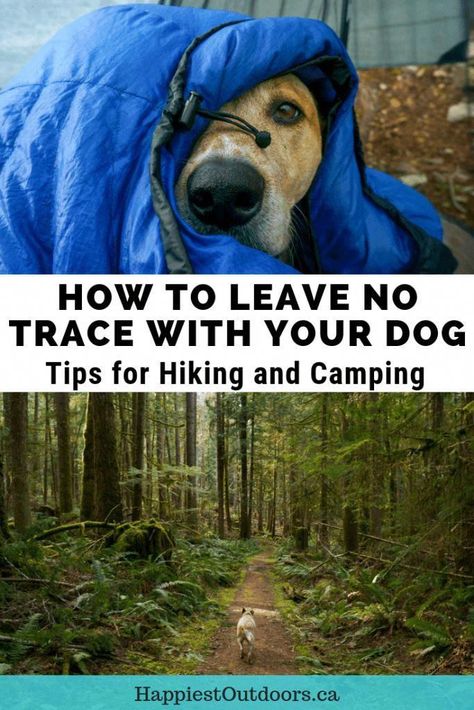 Do your part to keep the wilderness wild by learning how to Leave No Trace with dogs. Written by a PCT thru-hiker who advises you to hike your dog's hike. Backpacking With Dogs, Camping Dog, Hiking Training, Leave No Trace, Hiking And Camping, Dog Things, Dog Camping, Hiking Dogs, Thru Hiking