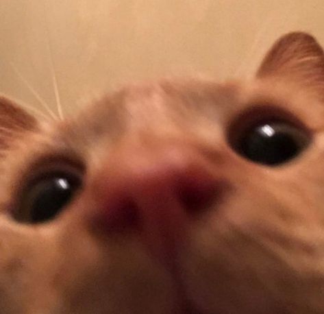 Answer Reaction Pic, Animals Close To Camera, Cat Rizz Photo, Cat Close Up To Camera, Aww Reaction Pic, Cat Close To Camera, Cute Contact Pictures, Excited Cat, Cat Camera