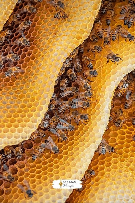 Bee Hive Photography, Bees Astethic, Beehive Aesthetic, Types Of Honey Bees, Honey Bee Pictures, Bee Photos, Honey Bee Art, Bee Aesthetic, Honey Bee Facts